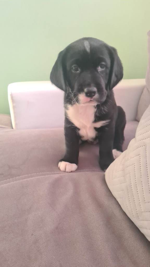 Mix puppy 3 months 