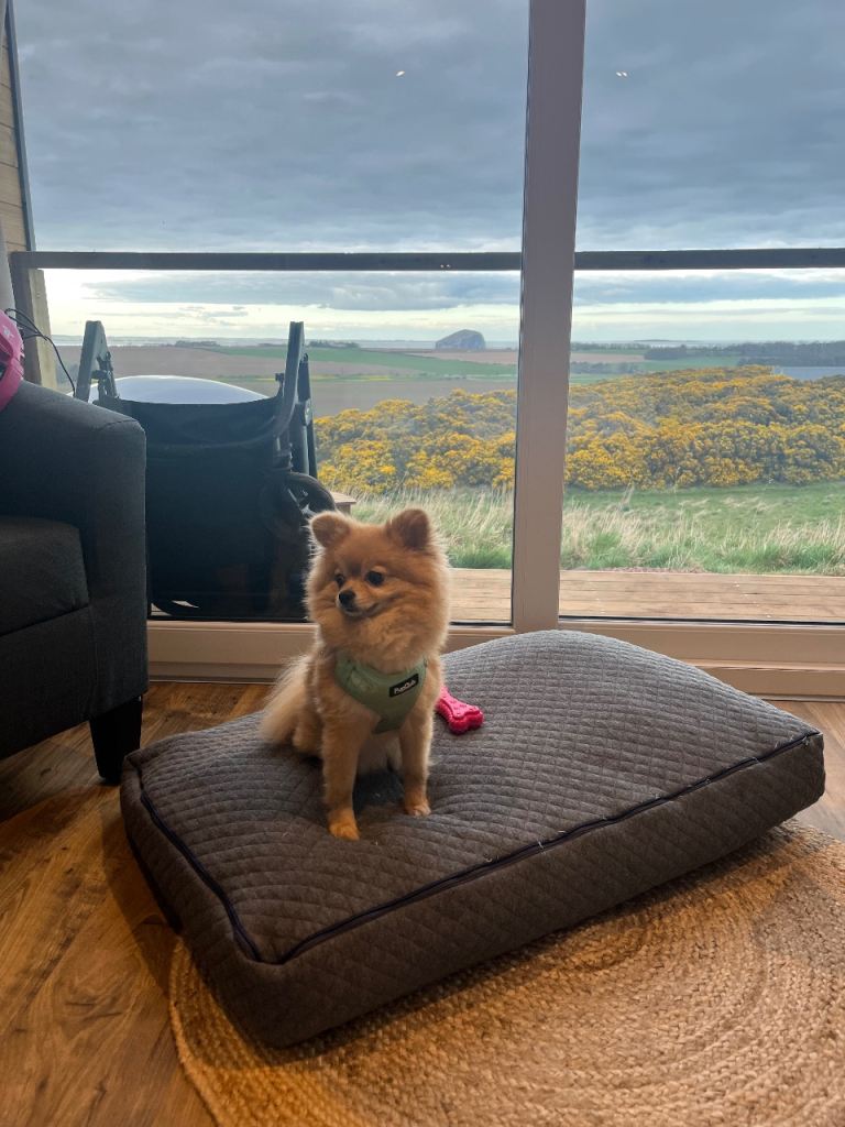 Pomeranian x Chihuahua XXS