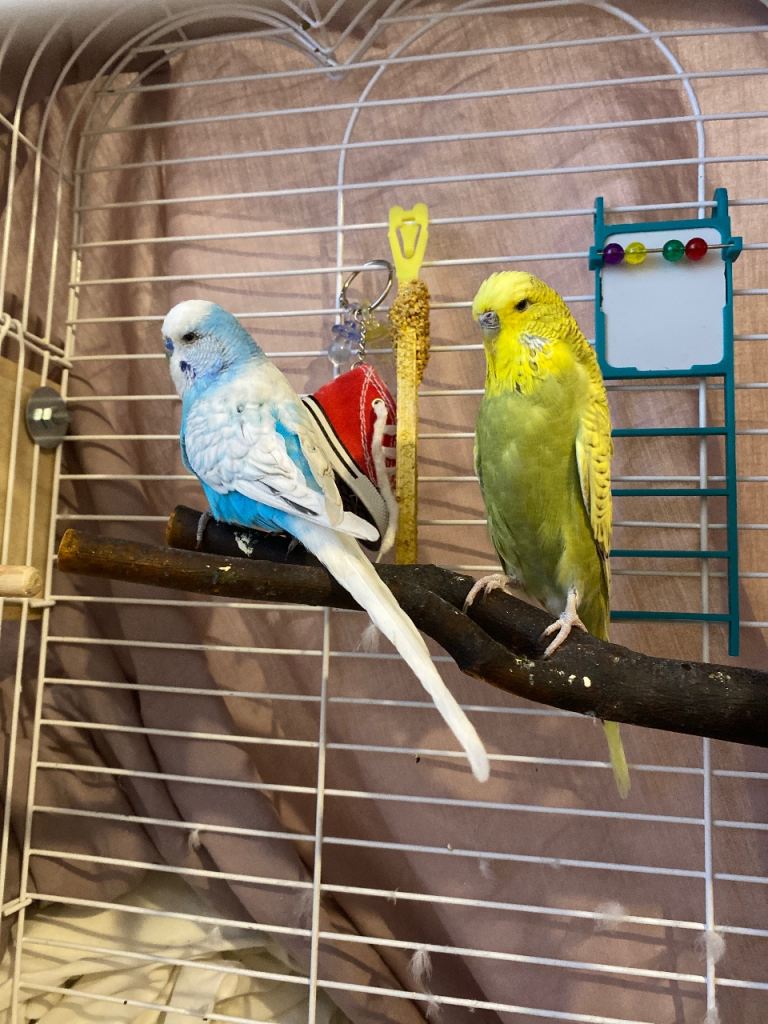 Budgies 