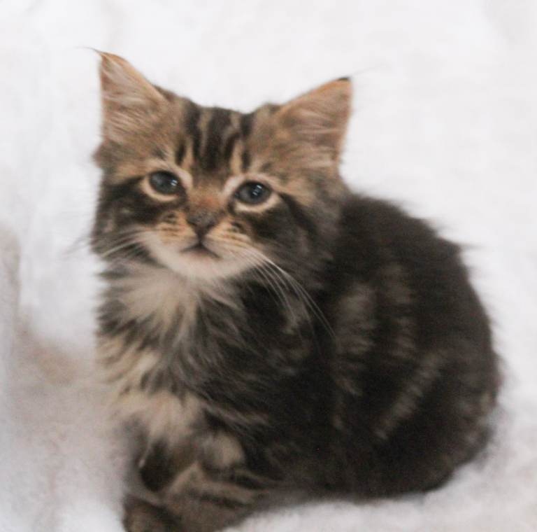TABBY DARK  MALE KITTEN