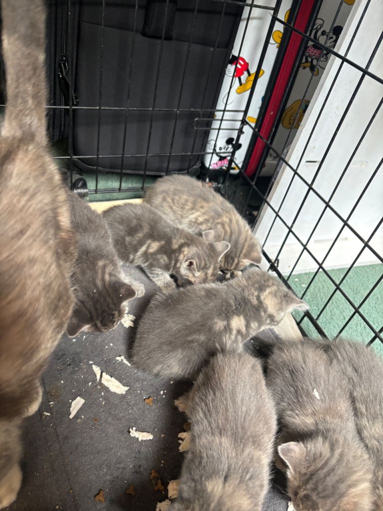 7 blue and white stripped kittens 