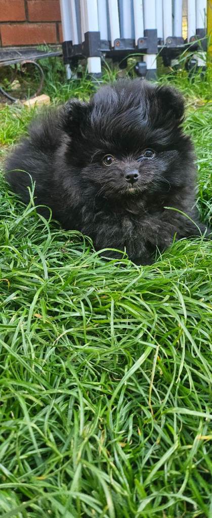 LAST POMERANIAN TEDDY BEAR LEFT!