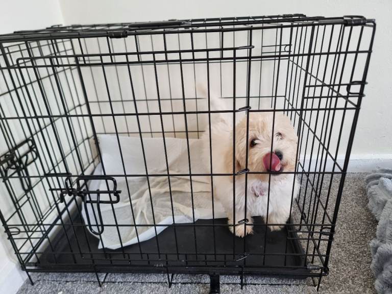 Female 13 week old puppy