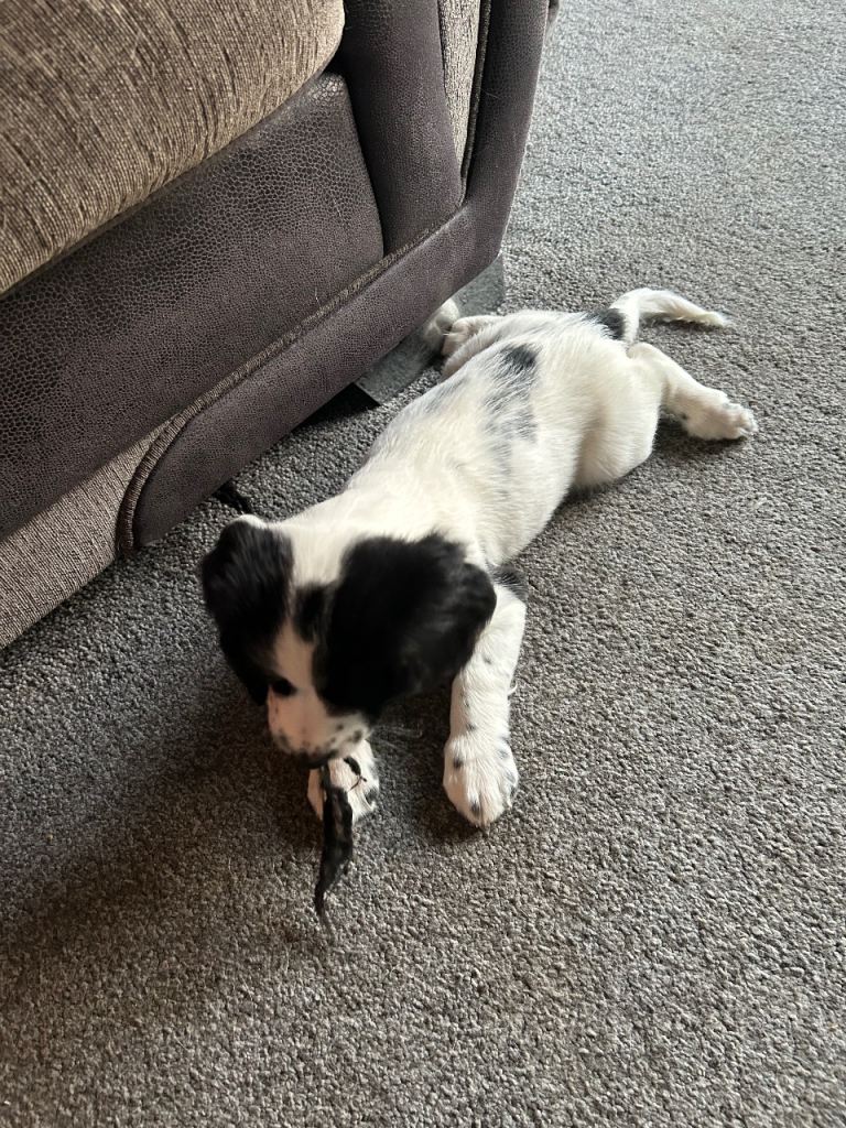 Springer spaniel puppies 