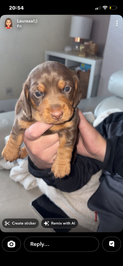 Miniature Daschaund x cocker spaniel puppies 