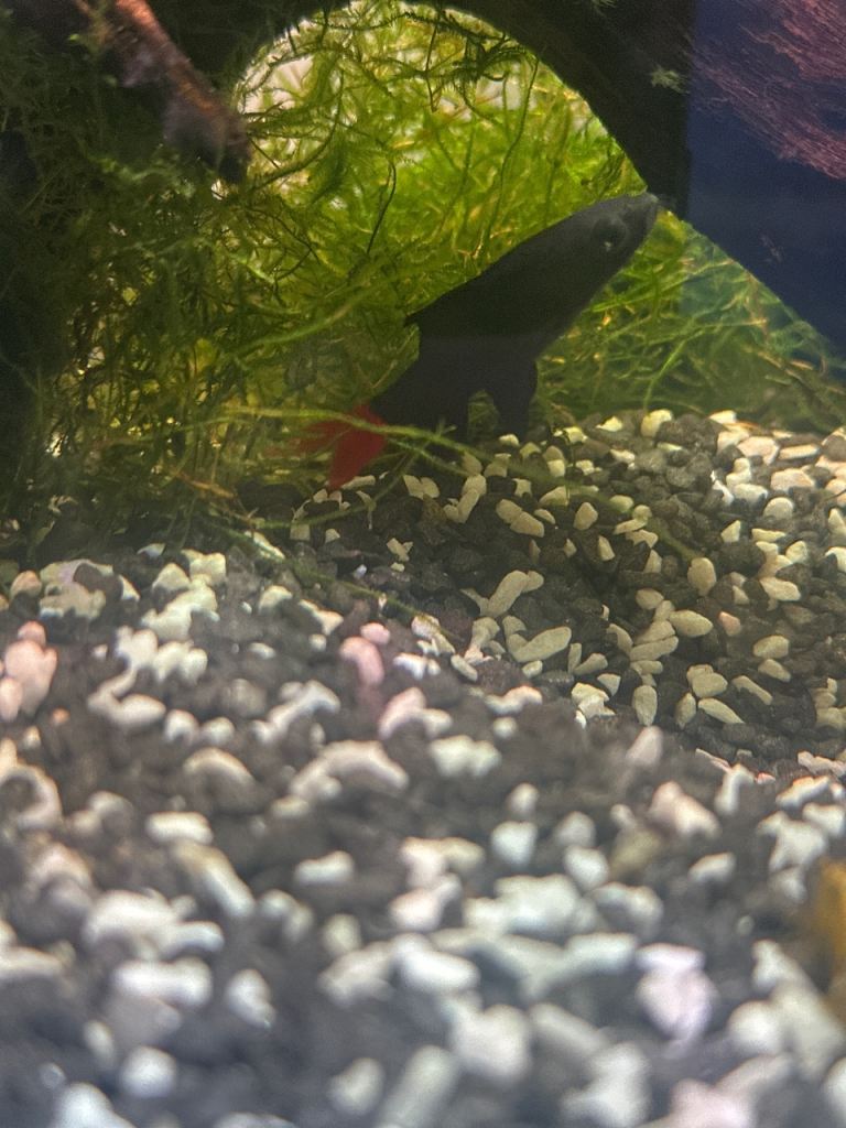 Red tail shark