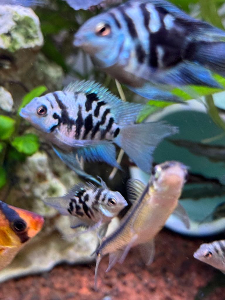 Tropical Fish for Sale – Platies, Mollies, Polar Blue & Orange Swordtails 