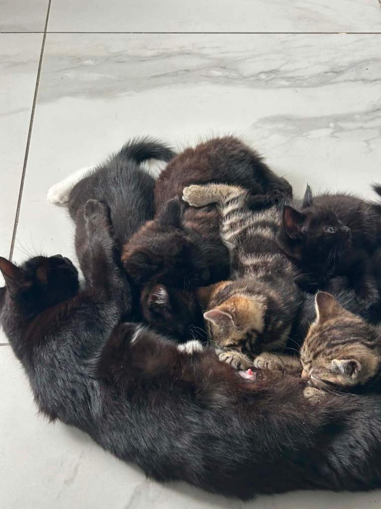 Kittens ready to go. 