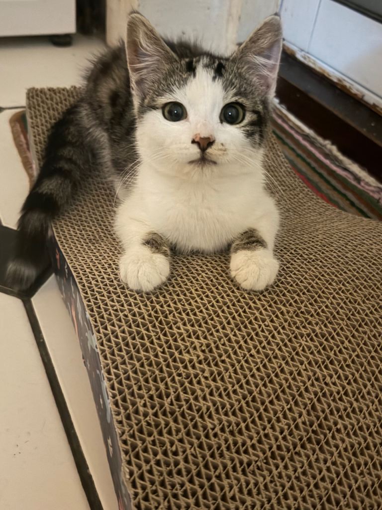 Beautiful indoor cat looking for a new home 