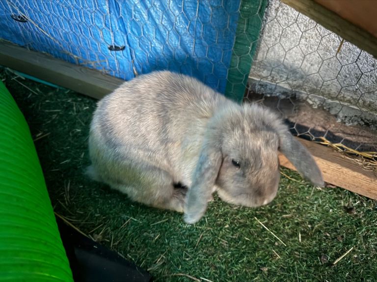 Mini Lop Rabbits