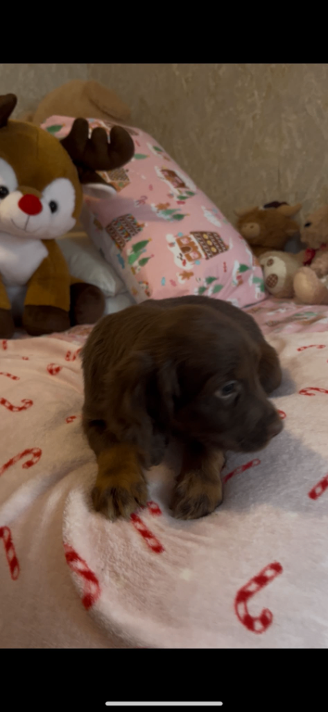 Cocker spaniel puppies