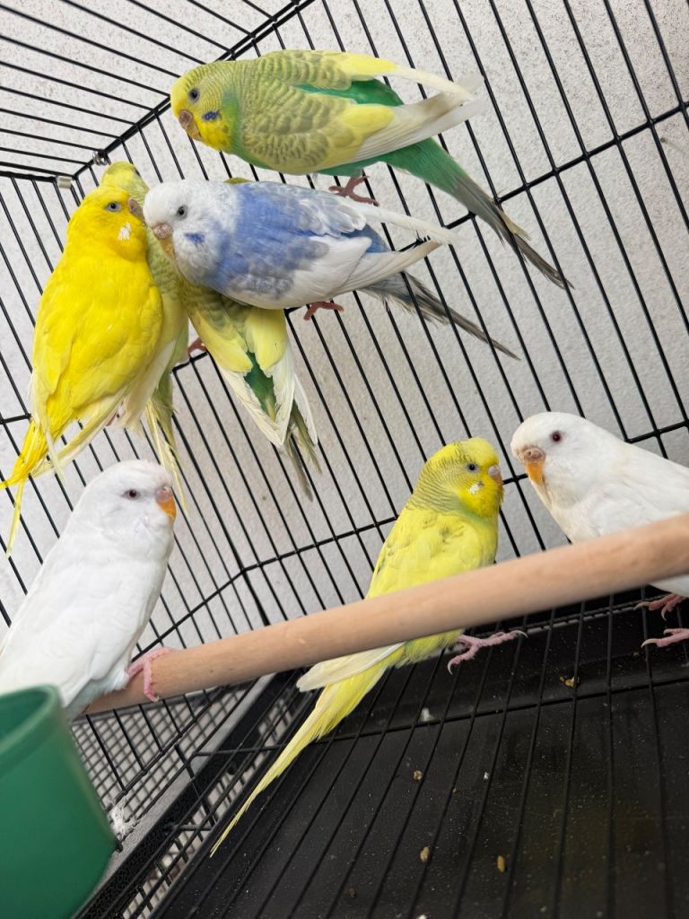 Gorgeous female budgies for sale! 
