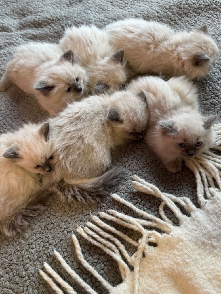 Gorgeous Blue Mitted Ragdoll Kittens