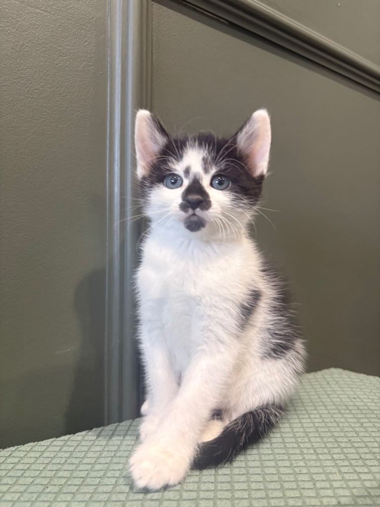 Male kitten for sale