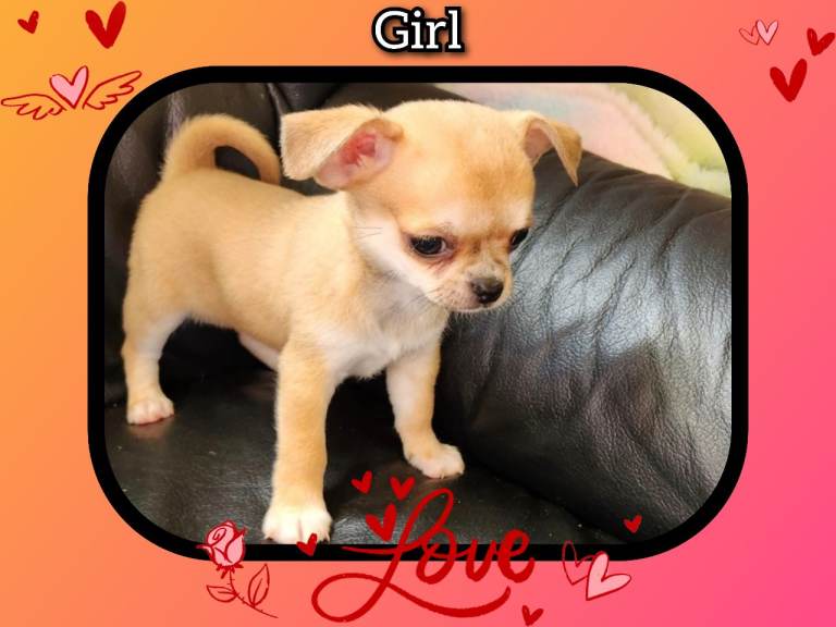Chihuahua