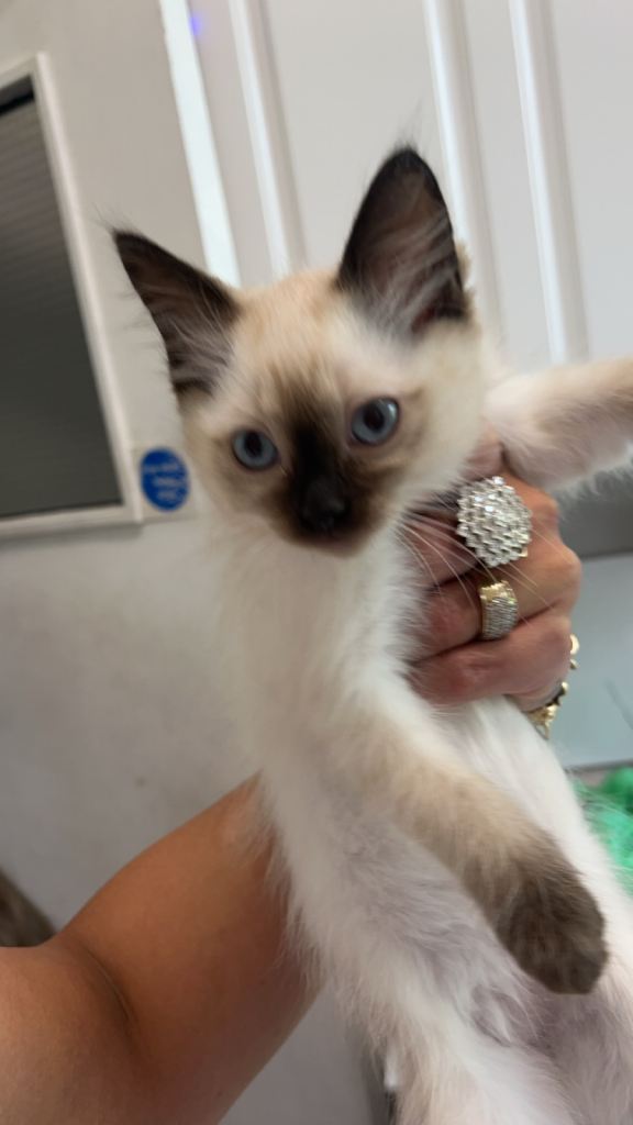 Ragdoll kittens for sale £400