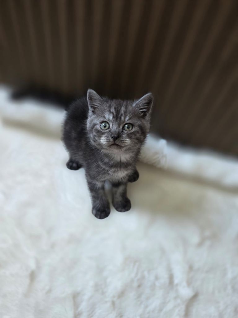     Beautiful British Shorthair Kittens 1 Boys & 3 Girls Ready to leave 