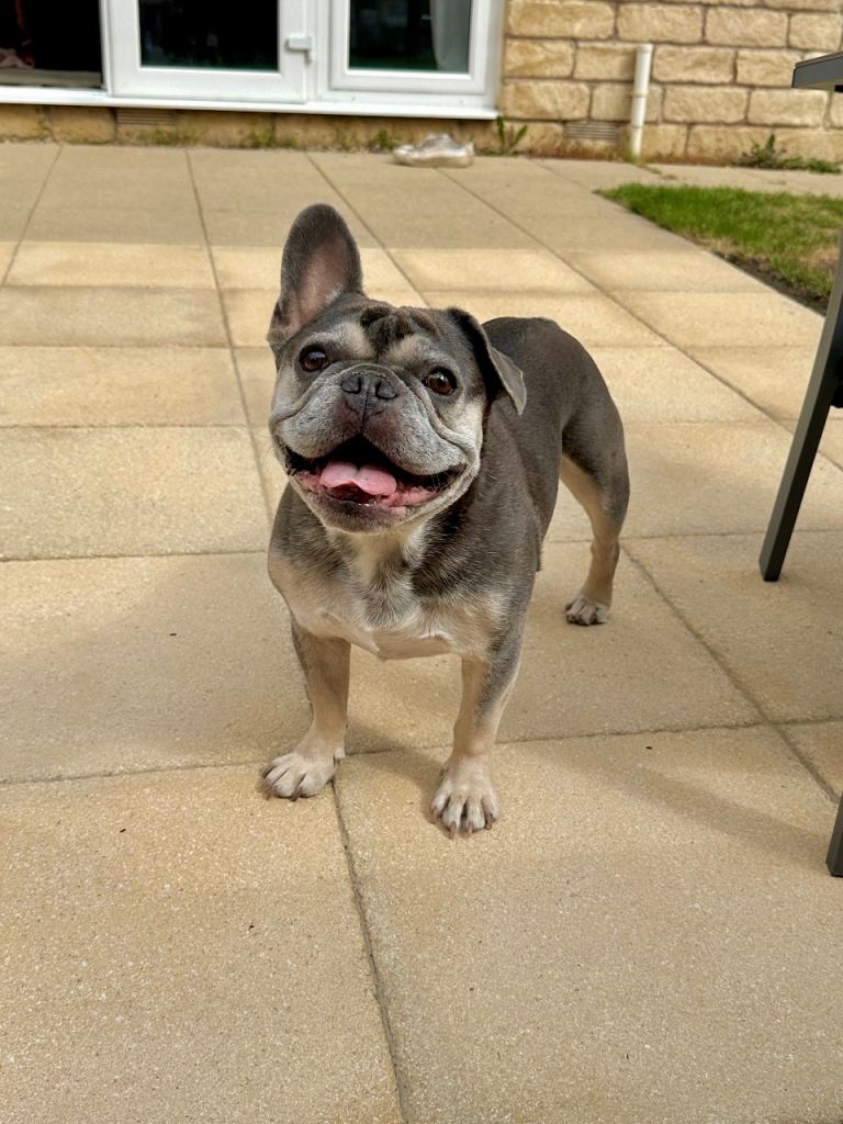 2 x French Bulldogs (Boy 7 & Girl 10)