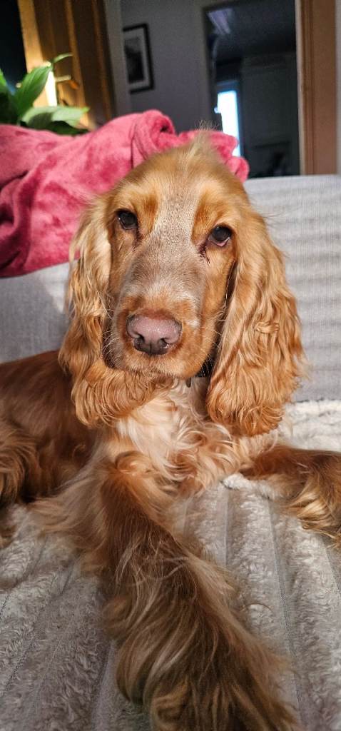 Beautiful Cocker Spaniel 9 Months Old ❤️