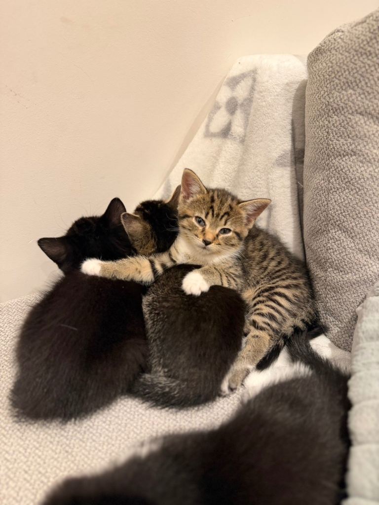 🐾 Russian Blue Kittens/Bengal Tabby – Ready for Reservation! 🐾