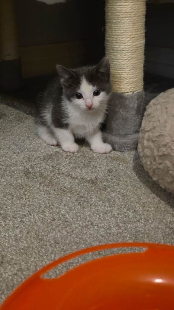 2 female kittens looking for their home