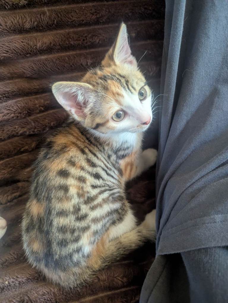 Calico kittens x2 with a story