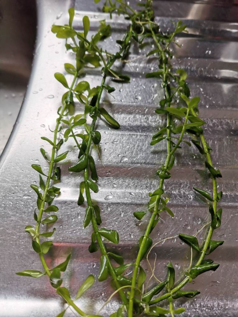 Bacopa Monnieri , 4-5 Stems, submerged ,Aquarium Plant