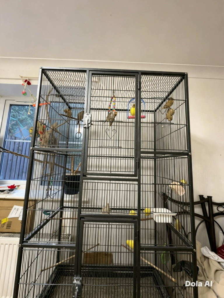 Canaries for sale
