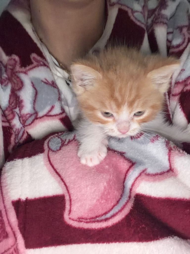 Persian cross kittens only 2 left 
