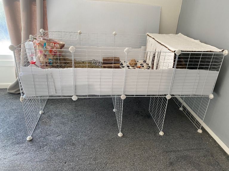 Guinea pigs male 8 months old with cage and accessories 