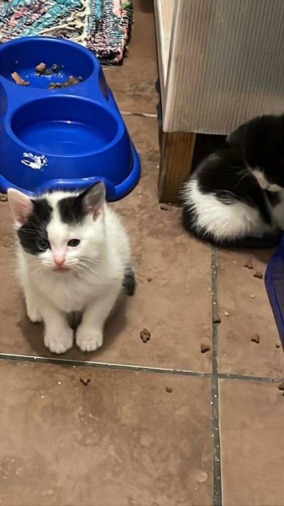 Kittens for sale 