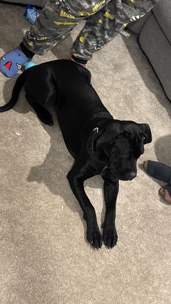 URGENT REHOME NEEDED. Cane corso x Great Dane 