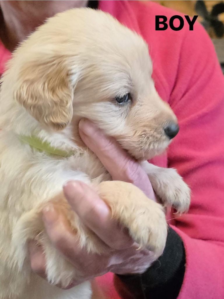 Golden Shepherd puppies 