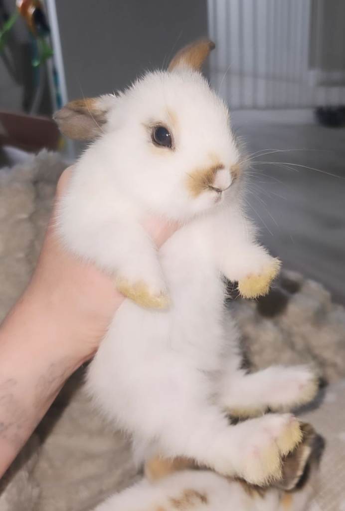 Beautiful baby bunnies READY NOW