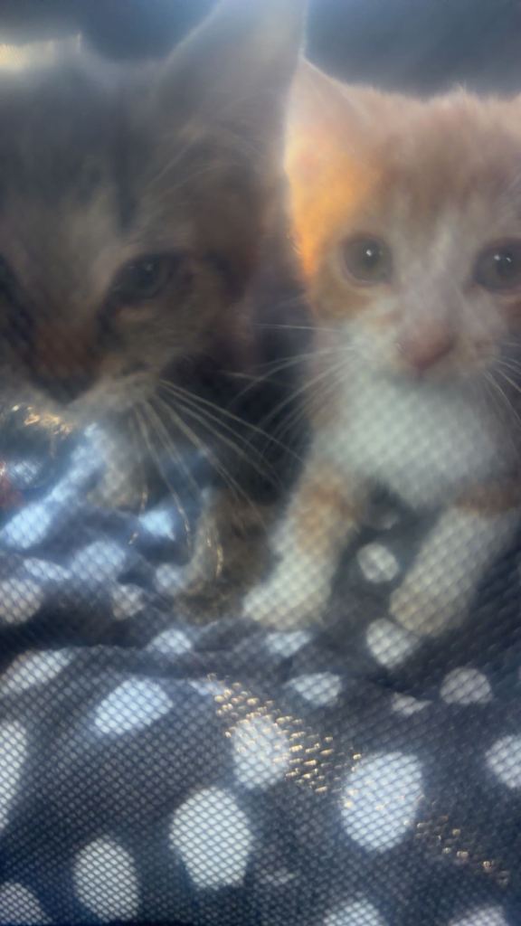 URGENT‼️2FEMALE MIXED BENGAL KITTENS FOR SALE!!