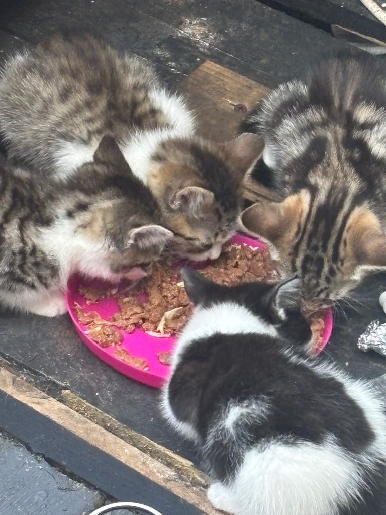 6 beautiful kittens