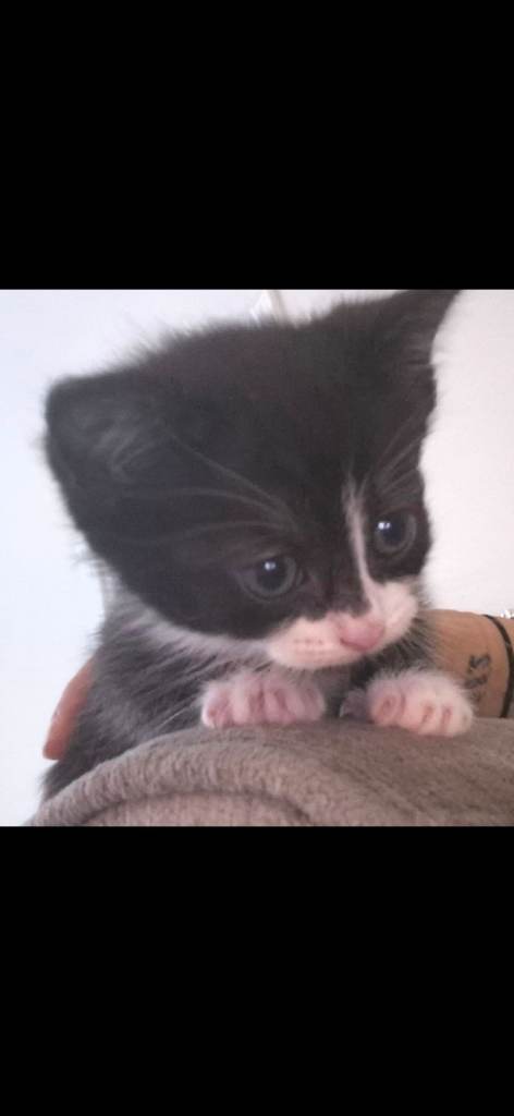 Persian rag mix kittens 