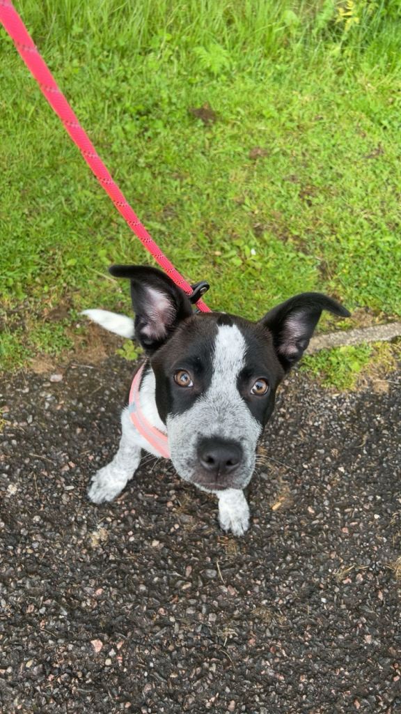 Female straffy x German shepherd 