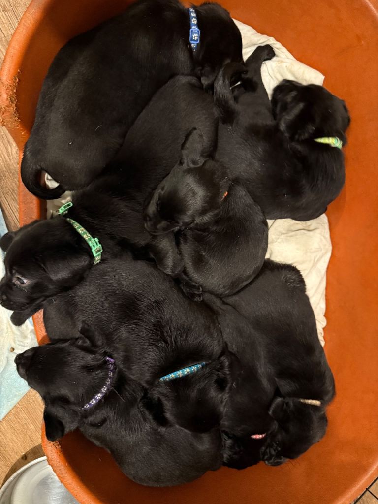 Labour puppies 
