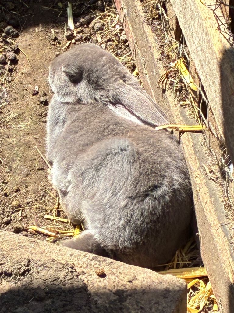 Rex Bunny’s for sale full size rabbits blue eyes friendly