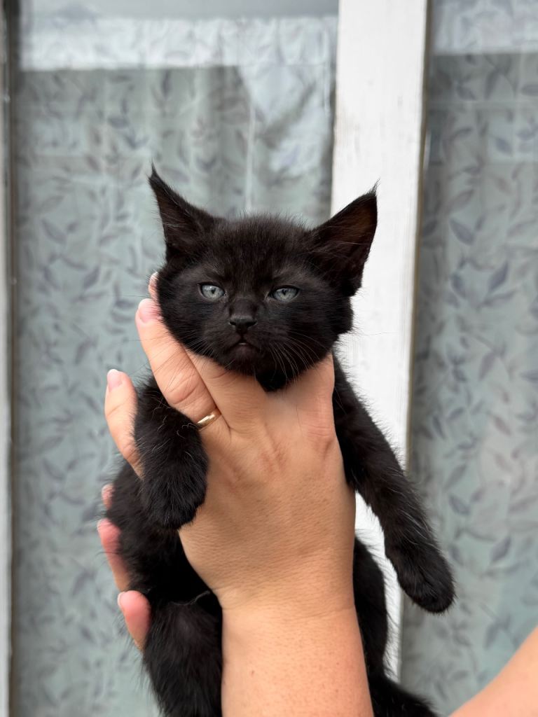Adorable Black Kittens Ready for New Homes