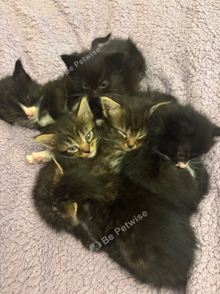 6 Beautiful 3/4 Fluffy Maine coon kittens 