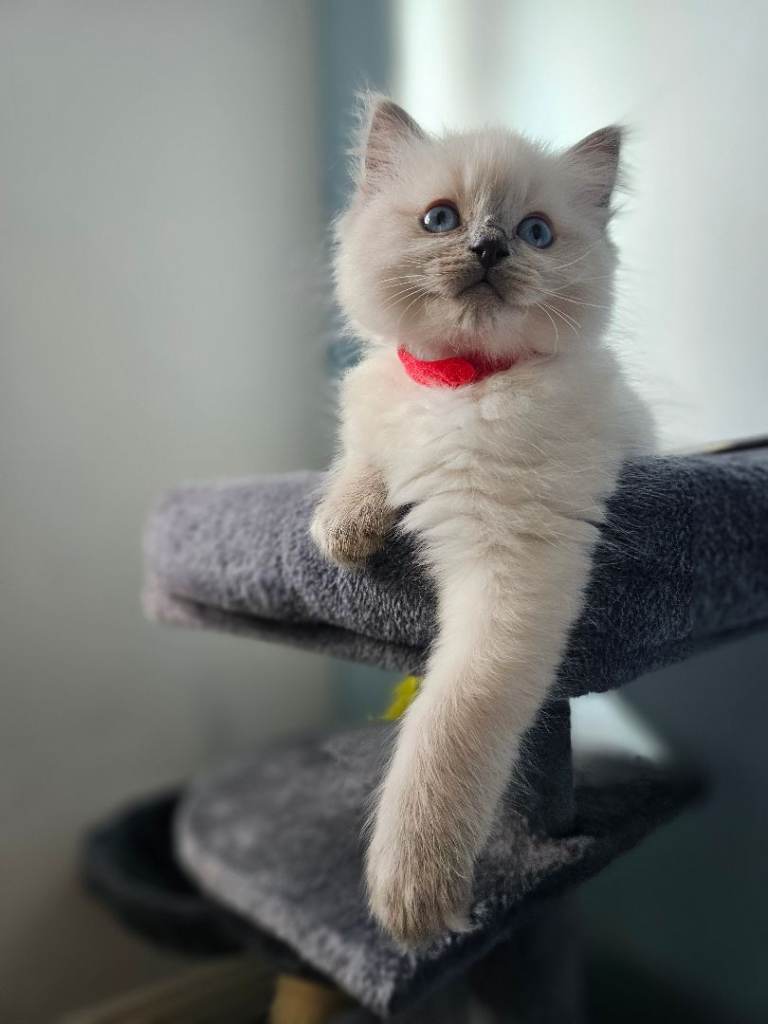 Ragdoll kittens for sale