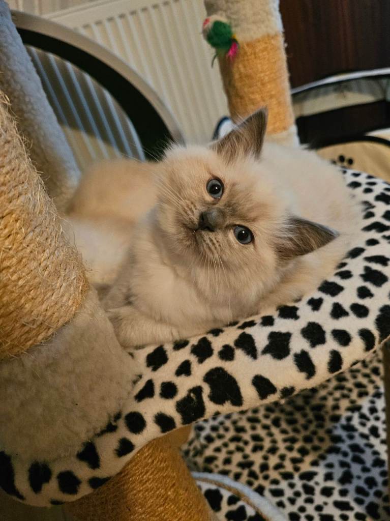 Ragdoll kitten