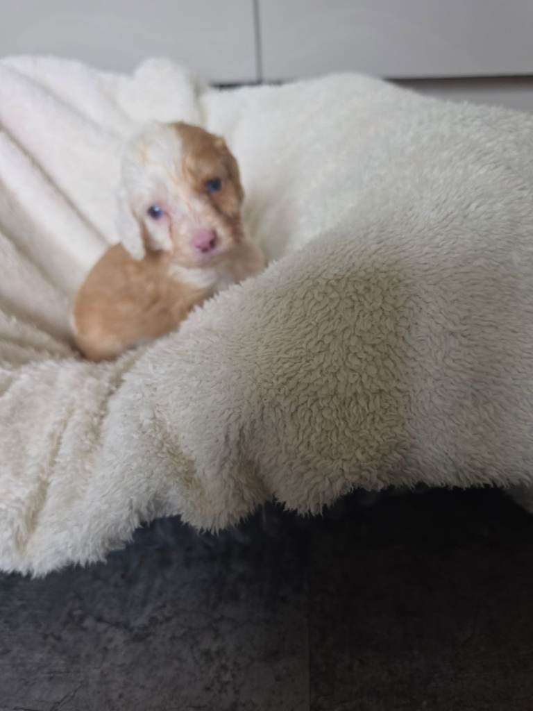 Cockapoo puppys f1