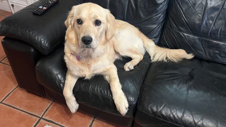 Our beautiful girl needs new home 