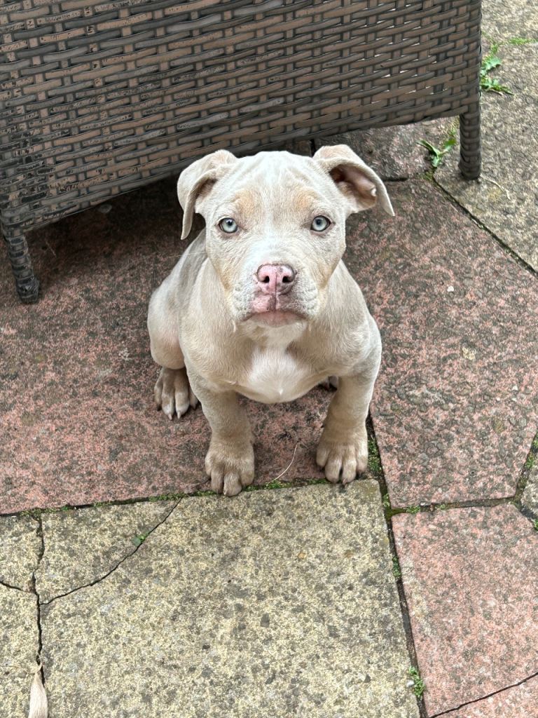 3 month old Bulldog puppies