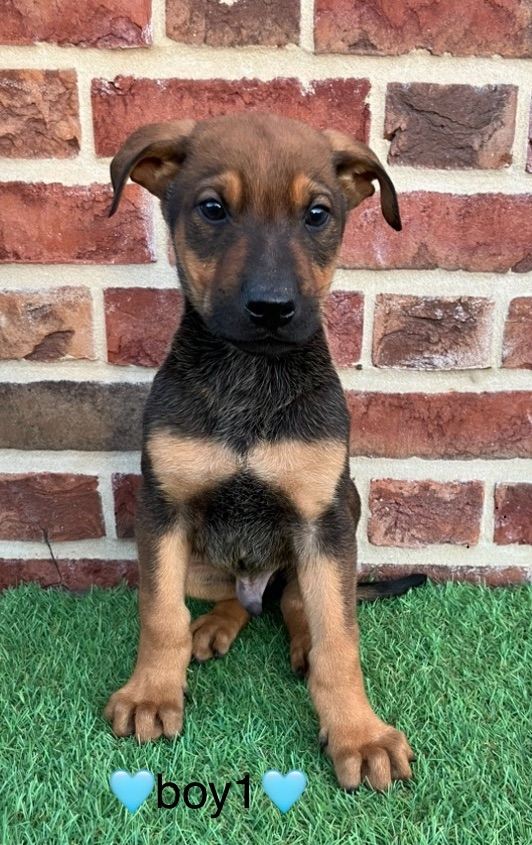 Belgian shepherd x Doberman 2 left