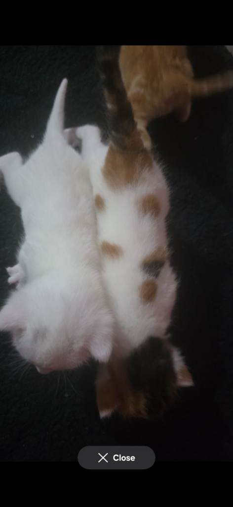 4 beautiful kittens 
