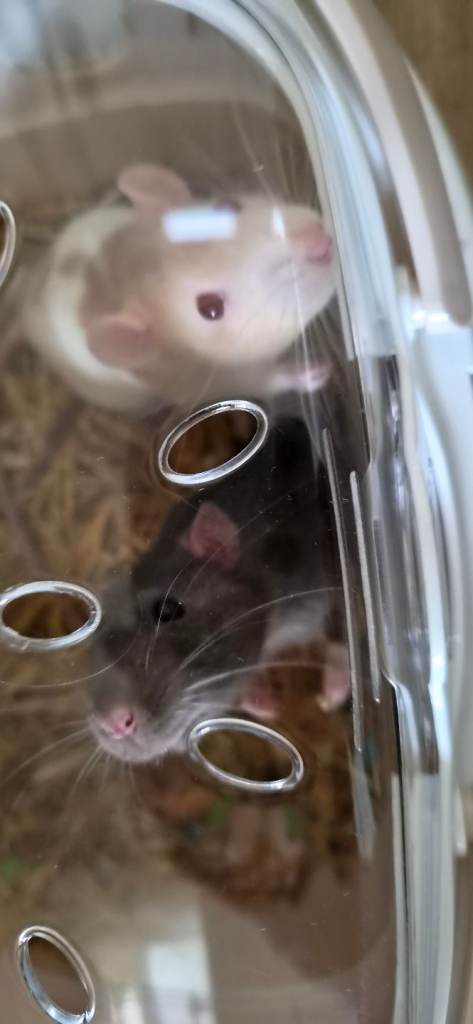 2 x male rats